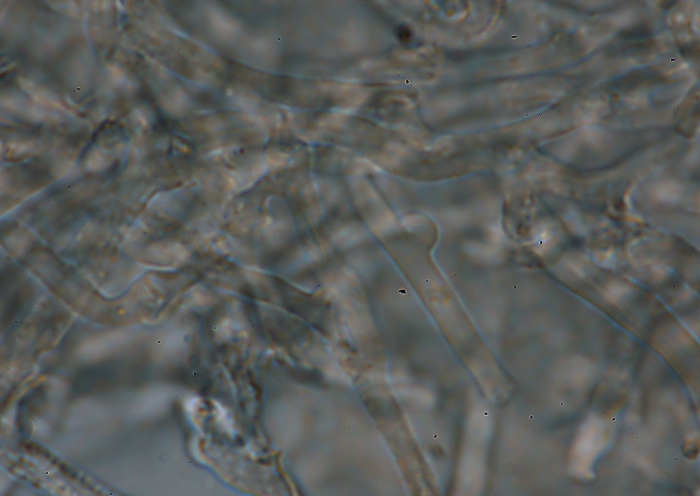 Probabilmente Plicaturopsis crispa  (Plicaturopsis crispa)